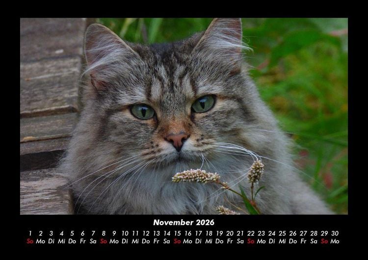 Produktbild: F&uuml;r Katzenfreunde 2026 Fotokalender DIN A3