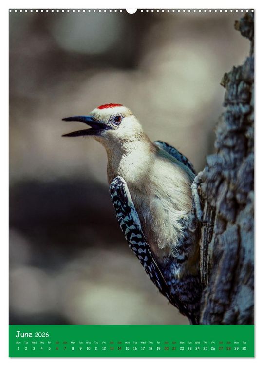 Produktbild: Our wild nature, American birds (High Quality Premium Wall Calendar 2026 DIN A2 portrait),CALVENDO 12 Month Wall Calendar