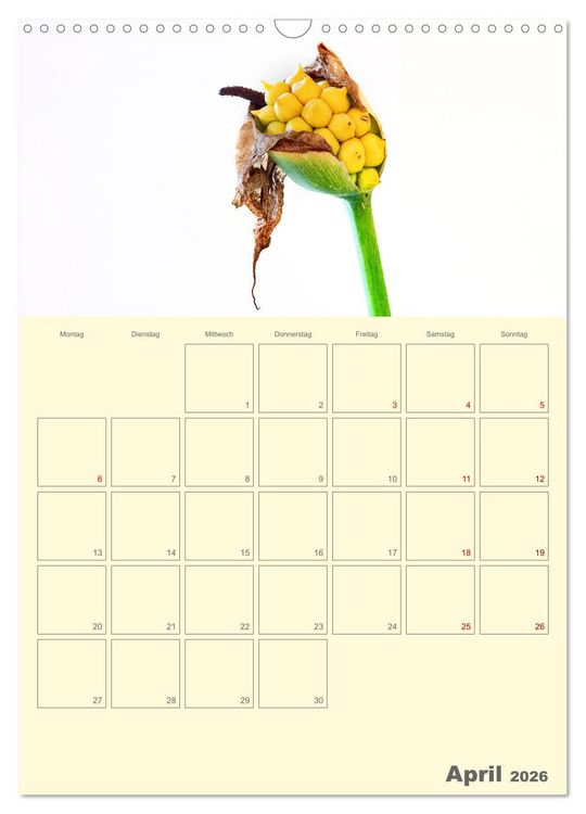 Produktbild: Blumenmetamorphosen (Wandkalender 2026 DIN A3 hoch), CALVENDO Monatskalender
