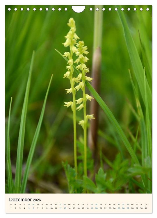 Produktbild: Einheimische Orchideen (Wandkalender 2026 DIN A4 hoch), CALVENDO Monatskalender