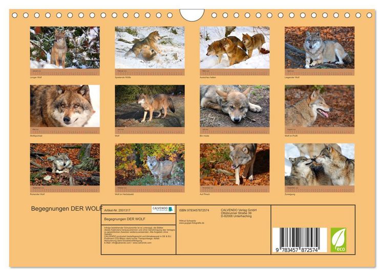 Produktbild: Begegnungen DER WOLF (Wandkalender 2026 DIN A4 quer), CALVENDO Monatskalender