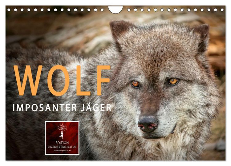 Produktbild: Wolf - Imposanter J&auml;ger (Wandkalender 2026 DIN A4 quer), CALVENDO Monatskalender