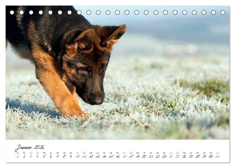 Produktbild: Junge Deutsche Sch&auml;ferhunde (Tischkalender 2026 DIN A5 quer), CALVENDO Monatskalender