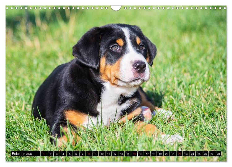 Produktbild: Ein Hund zum Verlieben - Gro&szlig;er Schweizer Sennenhund (Wandkalender 2026 DIN A3 quer), CALVENDO Monatskalender