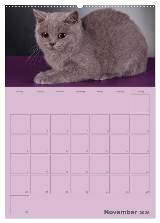 Produktbild: Britisch Kurzhaar Katzen - Planer (Wandkalender 2026 DIN A2 hoch), CALVENDO Monatskalender
