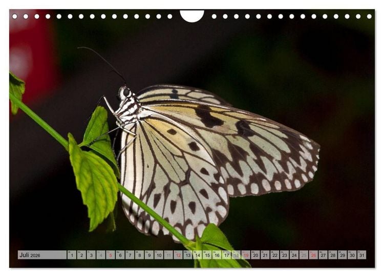 Produktbild: Schmetterlinge - zarte Gesch&ouml;pfe der Natur (Wandkalender 2026 DIN A4 quer), CALVENDO Monatskalender