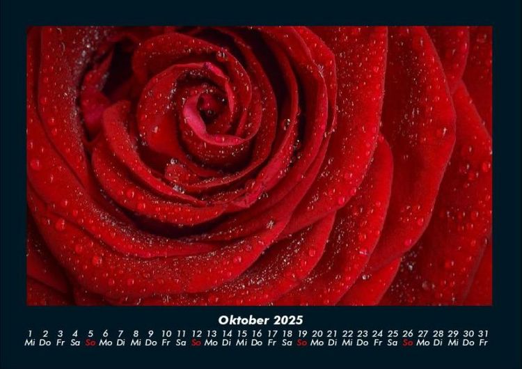 Produktbild: Rosen-Kalender 2025 Fotokalender DIN A4