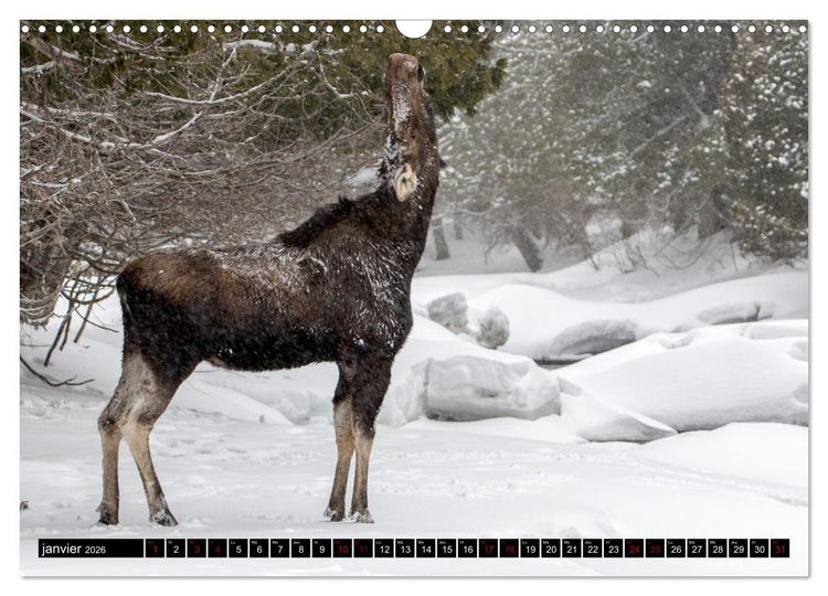 Produktbild: LE G&Eacute;ANT DES FOR&Ecirc;TS CANADIENNES (Calendrier mural 2026 DIN A3 vertical), CALVENDO calendrier mensuel
