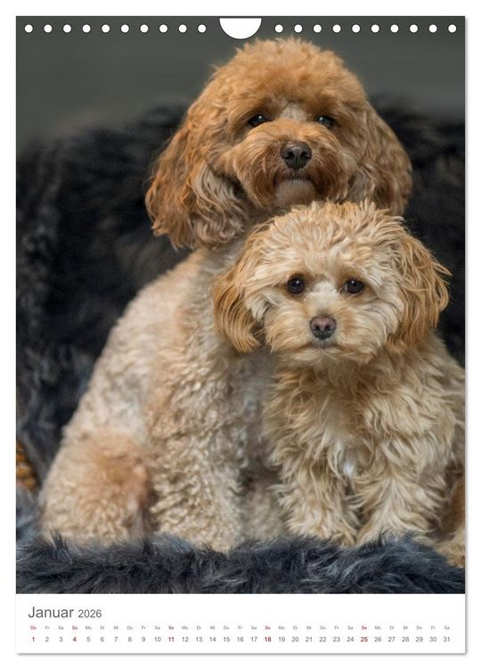 Produktbild: Maltipoo - Malteser - Pudel 2026 (Wandkalender 2026 DIN A4 hoch), CALVENDO Monatskalender