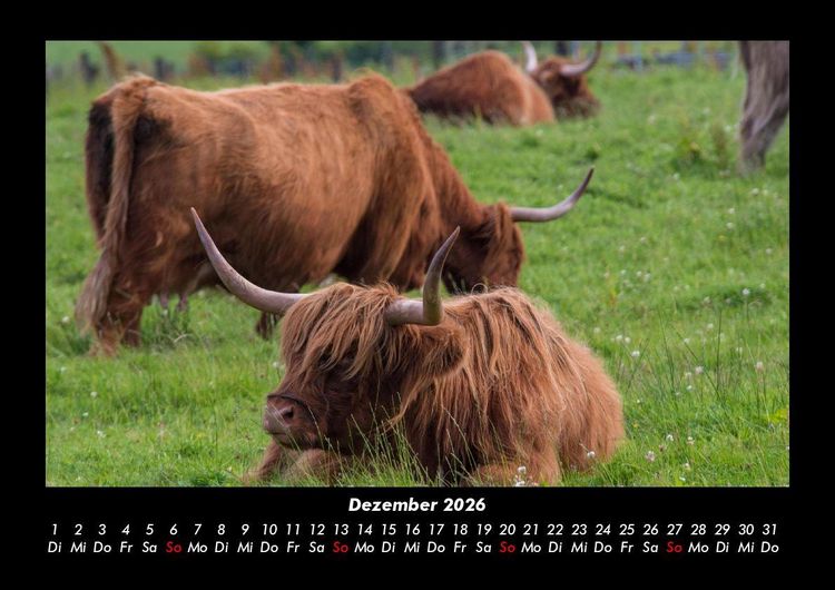Produktbild: Kuhkalender 2026 Fotokalender DIN A3
