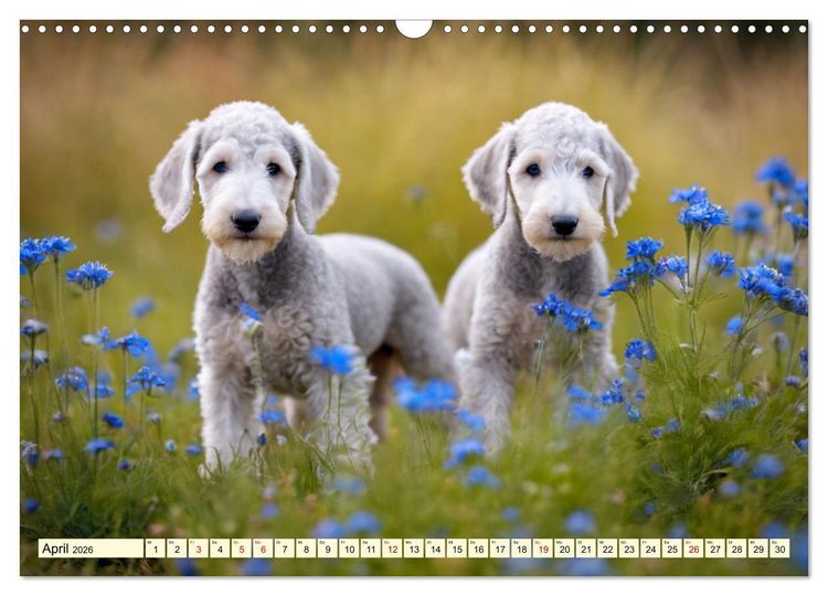 Produktbild: Bedlington Terrier - Hunde im Schafspelz (Wandkalender 2026 DIN A3 quer), CALVENDO Monatskalender