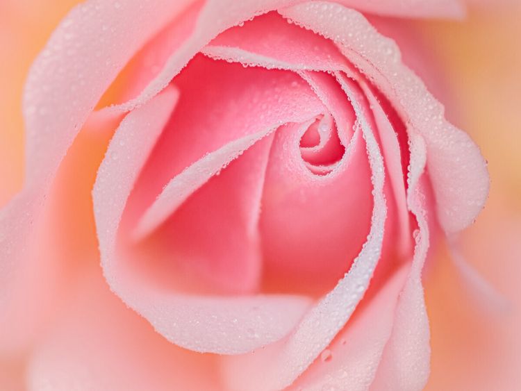 Produktbild: CALVENDO Puzzle Rose im Morgentau | 1000 Teile Lege-Gr&ouml;&szlig;e 64x48cm Foto-Puzzle f&uuml;r gl&uuml;ckliche Stunden