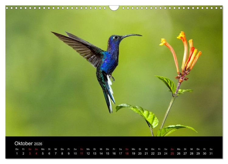 Produktbild: Der Kolibrikalender (Wandkalender 2026 DIN A3 quer), CALVENDO Monatskalender