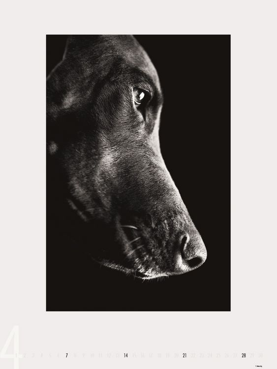 Produktbild: Dogs 2013 - Ruth Marcus