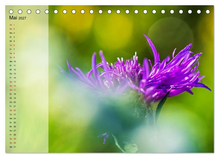 Produktbild: Sommerliche Bl&uuml;tenpoesie (Tischkalender 2027 DIN A5 quer), CALVENDO Monatskalender