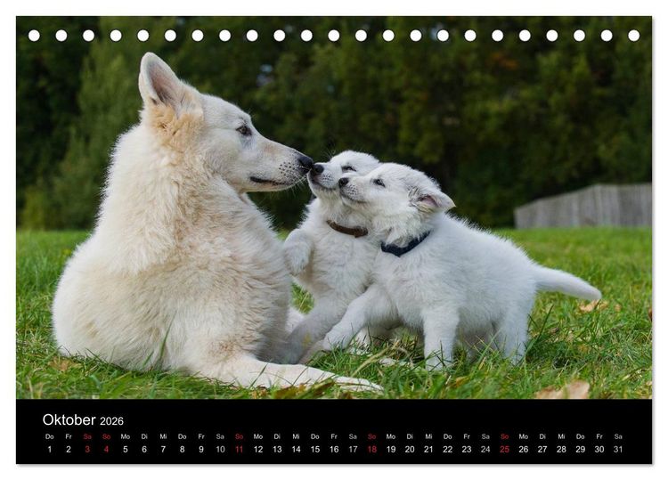 Produktbild: Wei&szlig;er Schweizer Sch&auml;ferhund - Ein Tag im Leben einer Hundefamilie (Tischkalender 2026 DIN A5 quer), CALVENDO Monatskalender