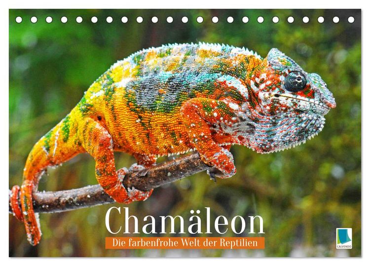 Produktbild: Cham&auml;leon: Die farbenfrohe Welt der Reptilien (Tischkalender 2026 DIN A5 quer), CALVENDO Monatskalender