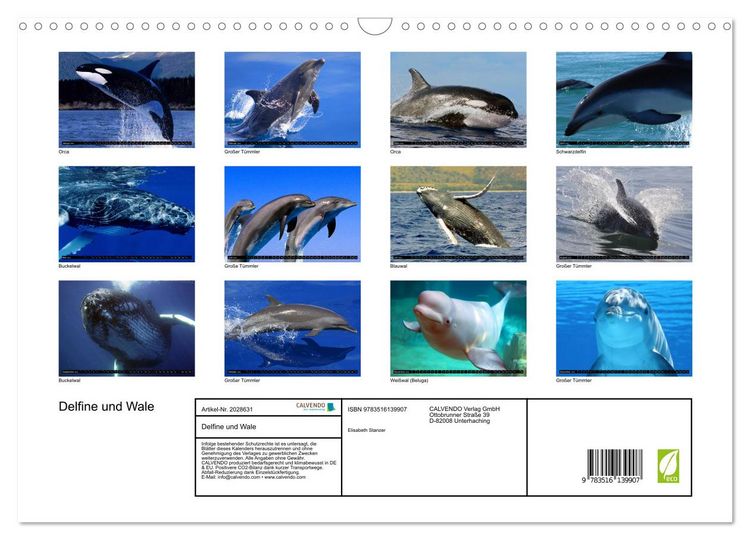 Produktbild: Delfine und Wale (Wandkalender 2026 DIN A3 quer), CALVENDO Monatskalender