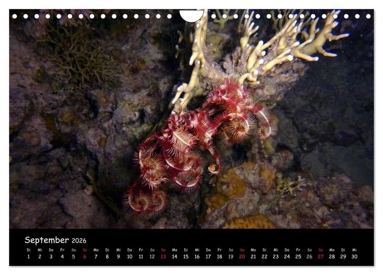 Produktbild: Rotes Meer - Unterwasserimpressionen (Wandkalender 2026 DIN A4 quer), CALVENDO Monatskalender
