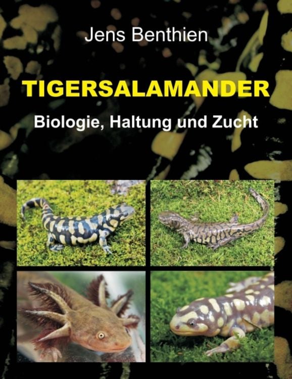 Produktbild: Tigersalamander