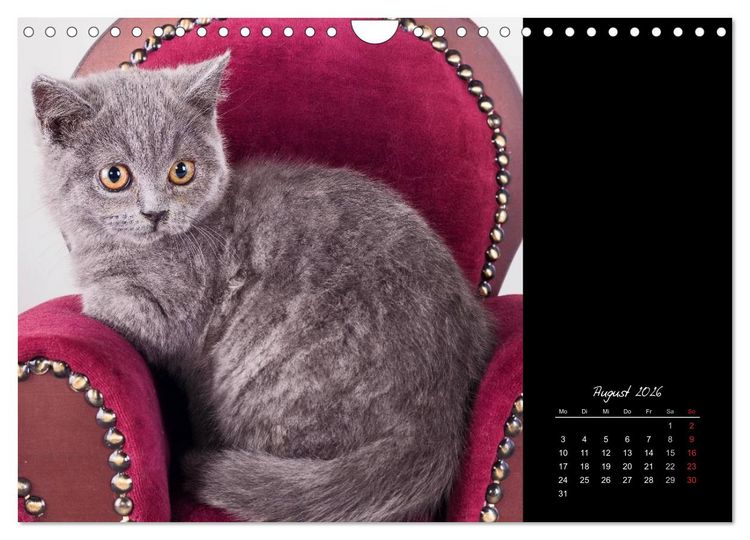 Produktbild: Britisch Kurzhaar Katzen (Wandkalender 2026 DIN A4 quer), CALVENDO Monatskalender