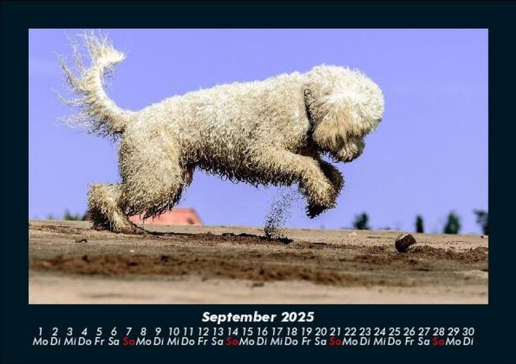 Produktbild: Der Hundekalender 2025 Fotokalender DIN A5
