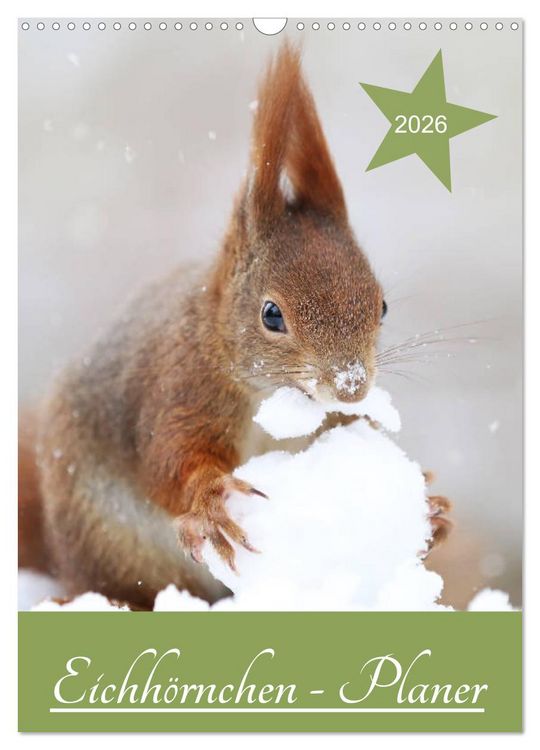 Produktbild: Eichh&ouml;rnchen - Planer (Wandkalender 2026 DIN A3 hoch), CALVENDO Monatskalender