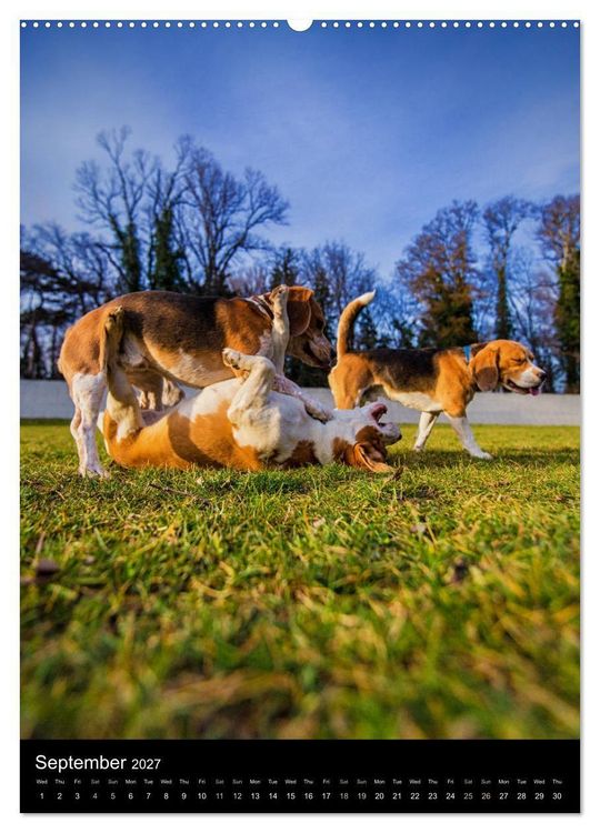 Produktbild: Beagles in action (High Quality Premium Wall Calendar 2027 DIN A2 portrait),CALVENDO 12 Month Wall Calendar