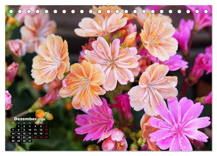 Produktbild: Lewisia, das Porzellanr&ouml;schen (Tischkalender 2026 DIN A5 quer), CALVENDO Monatskalender