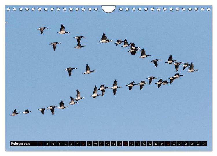 Produktbild: Gefiederte Sch&ouml;nheiten - Wildg&auml;nse in Norddeutschland (Wandkalender 2026 DIN A4 quer), CALVENDO Monatskalender