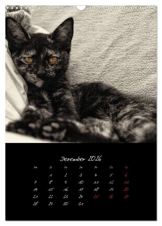 Produktbild: Katzenalltag 2026 (Wandkalender 2026 DIN A3 hoch), CALVENDO Monatskalender