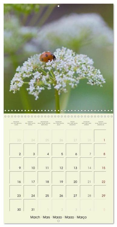Produktbild: Flowers from dreamland (Wall Calendar 2026 12 &times; 12 Inch) CALVENDO 12 Month Wall Calendar