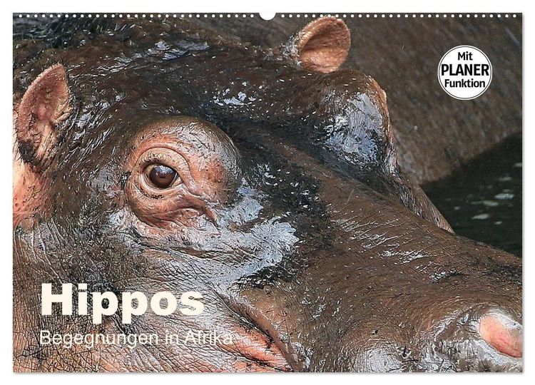 Produktbild: Hippos - Begegnungen in Afrika (Wandkalender 2027 DIN A2 quer), CALVENDO Monatskalender