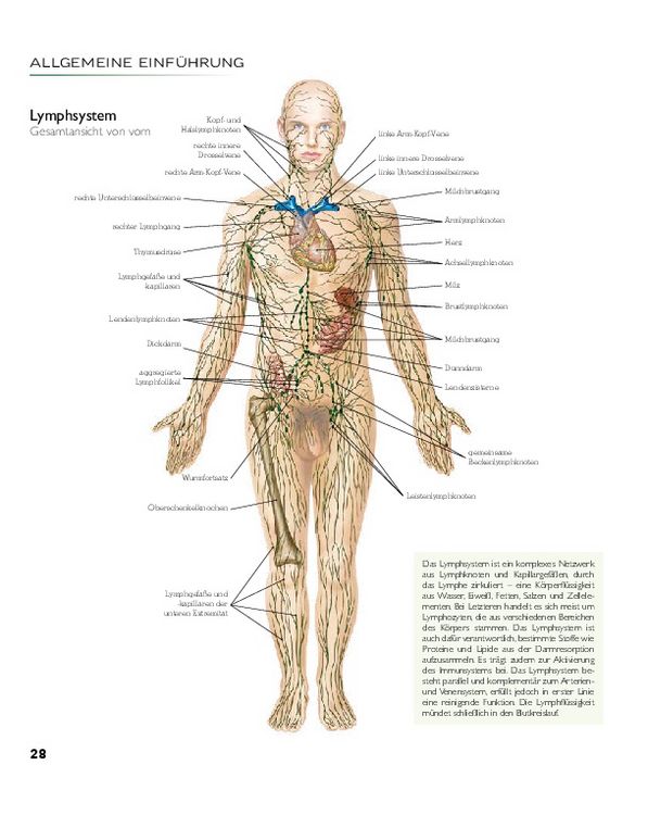 Produktbild: YOGA - Atlas der Anatomie