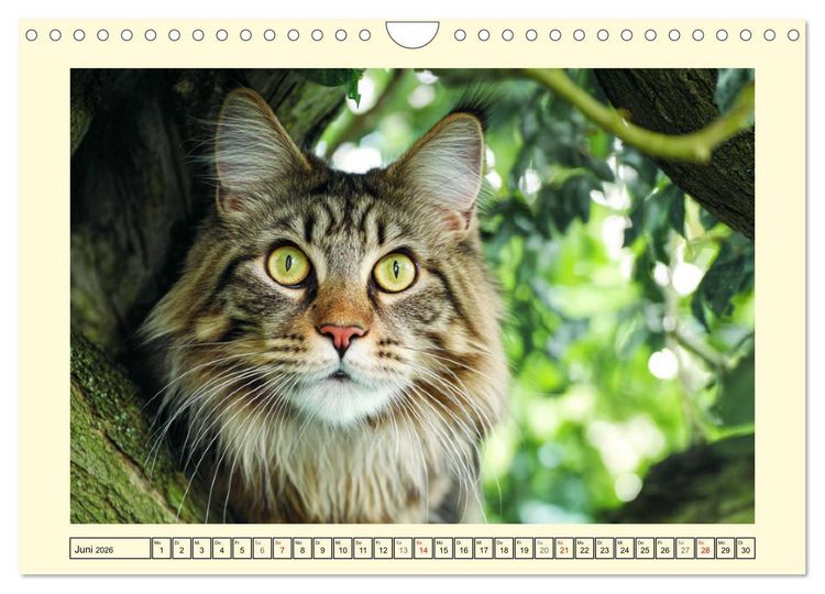 Produktbild: Main-Coon-Katzen. Die imposanten Waldkatzen im Garten (Wandkalender 2026 DIN A4 quer), CALVENDO Monatskalender