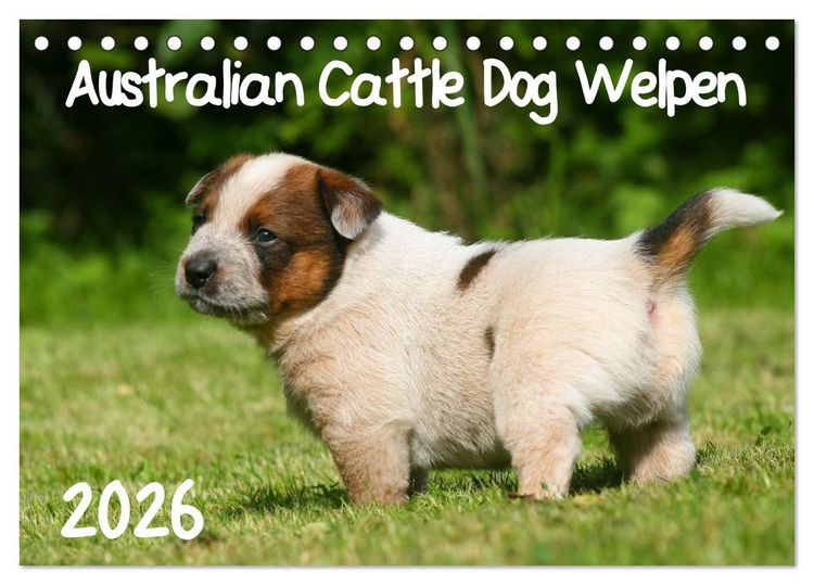 Produktbild: Australian Cattle Dog Welpen (Tischkalender 2026 DIN A5 quer), CALVENDO Monatskalender
