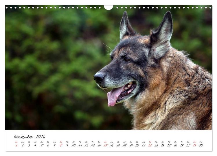 Produktbild: Deutsche Sch&auml;ferhunde - Liebenswerte Graunasen (Wandkalender 2026 DIN A3 quer), CALVENDO Monatskalender