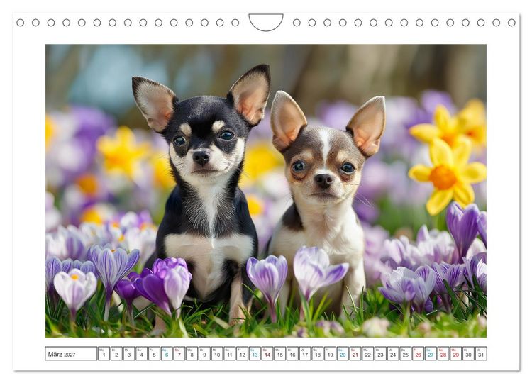 Produktbild: Chihuahua Gl&uuml;cksmomente (Wandkalender 2027 DIN A4 quer), CALVENDO Monatskalender