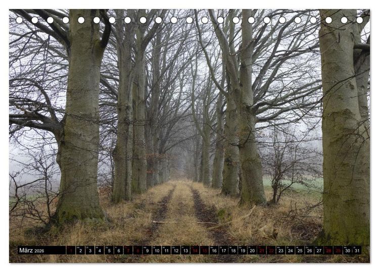 Produktbild: Rotbuchen (Tischkalender 2026 DIN A5 quer), CALVENDO Monatskalender