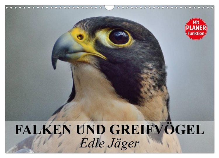 Produktbild: Falken und Greifv&ouml;gel - Edle J&auml;ger (Wandkalender 2026 DIN A3 quer), CALVENDO Monatskalender