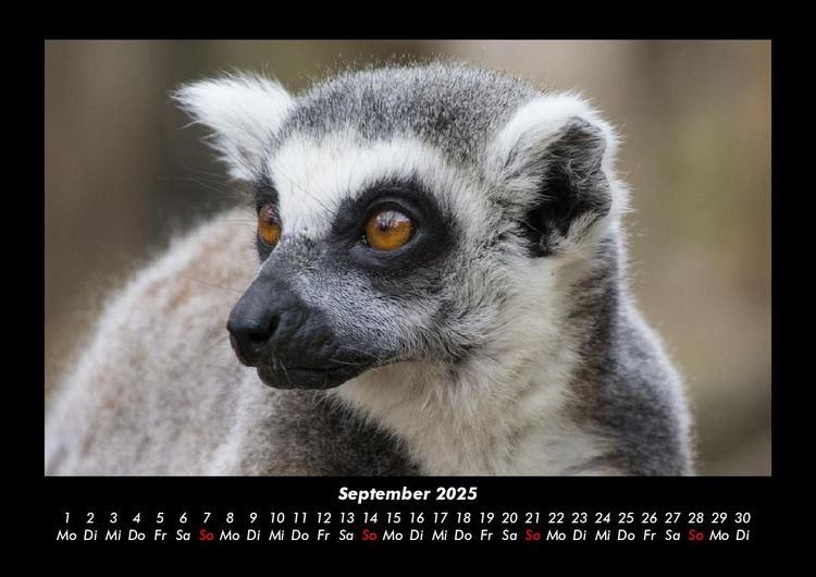 Produktbild: Tiere in der Wildnis 2025 Fotokalender DIN A3