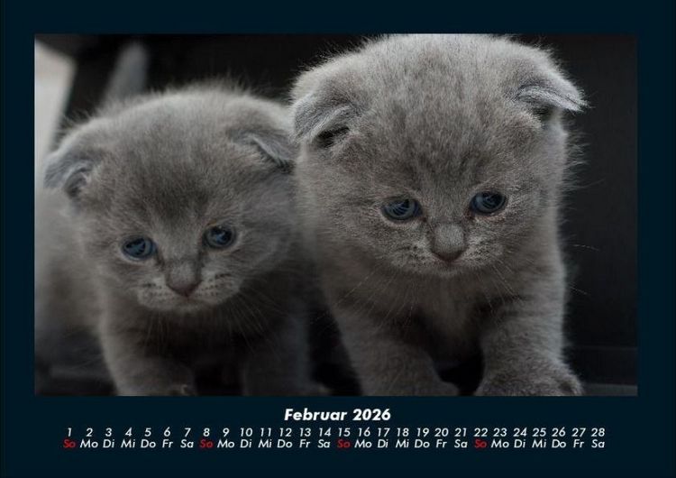 Produktbild: F&uuml;r Katzenfreunde 2026 Fotokalender DIN A4