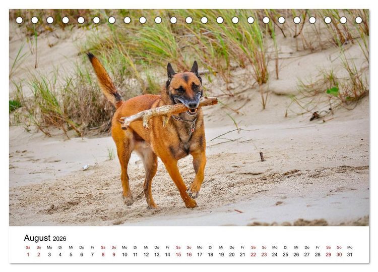 Produktbild: Malinois - Wahnsinn auf vier Pfoten (Tischkalender 2026 DIN A5 quer), CALVENDO Monatskalender