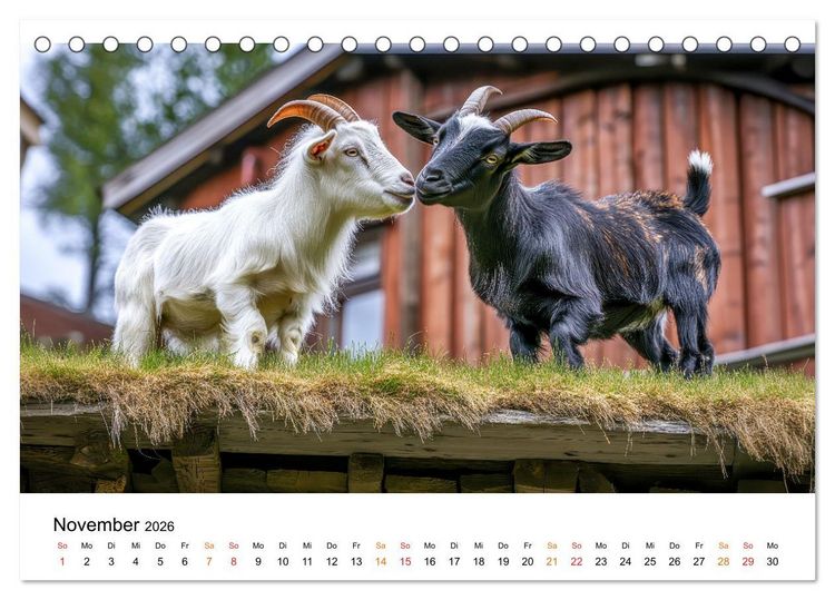Produktbild: Ziegen - Bocksprung durch das Jahr (Tischkalender 2026 DIN A5 quer), CALVENDO Monatskalender