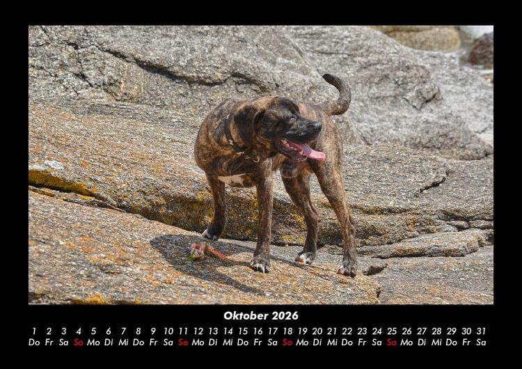 Produktbild: Hunde 2026 Fotokalender DIN A3