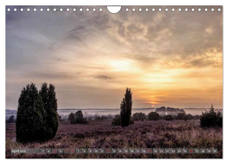 Produktbild: Die L&uuml;neburger Heide - In voller Bl&uuml;te (Wandkalender 2026 DIN A4 quer), CALVENDO Monatskalender