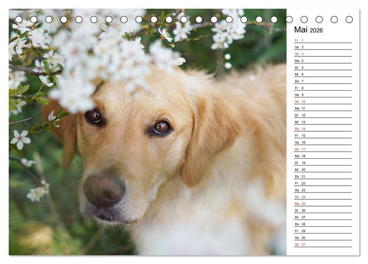 Produktbild: Goldig durch das Jahr! (Tischkalender 2026 DIN A5 quer), CALVENDO Monatskalender