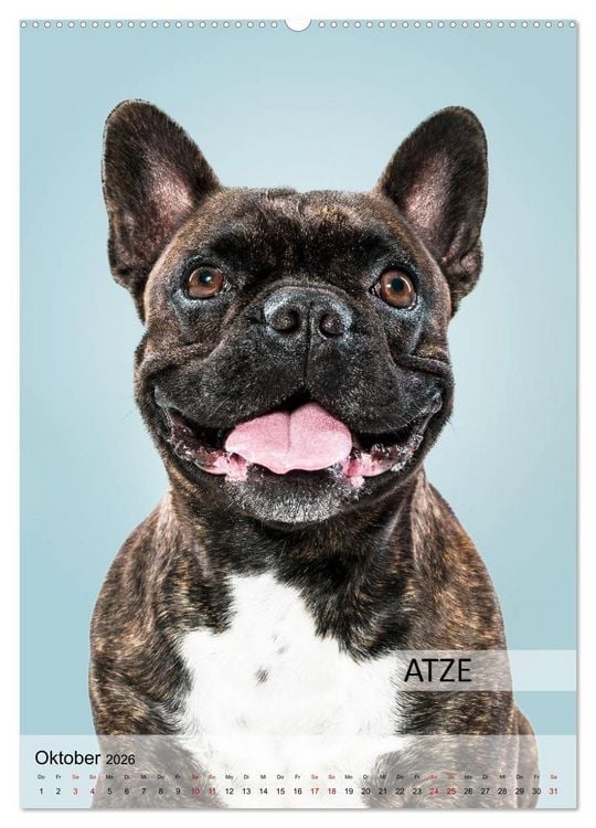 Produktbild: Hundekalender - Hunderassen im Portrait (Wandkalender 2026 DIN A2 hoch), CALVENDO Monatskalender