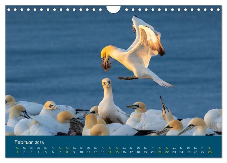 Produktbild: Helgol&auml;nder Basst&ouml;lpel 2026 (Wandkalender 2026 DIN A4 quer), CALVENDO Monatskalender