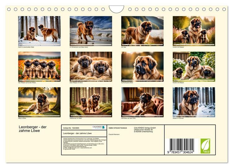 Produktbild: Leonberger - der zahme L&ouml;we (Wandkalender 2026 DIN A4 quer), CALVENDO Monatskalender